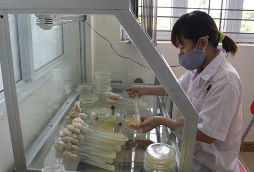 Picture 12 of Close up of cordyceps 7 million VND / kg of Vietnam