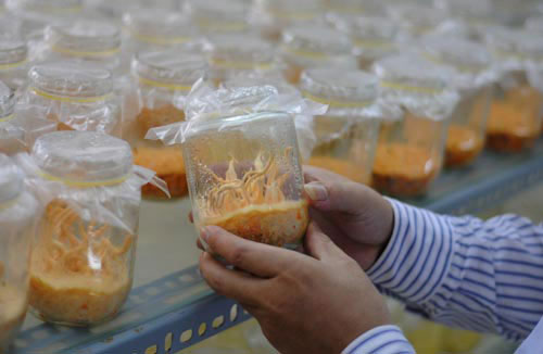 Picture 2 of Close up of cordyceps 7 million VND / kg of Vietnam