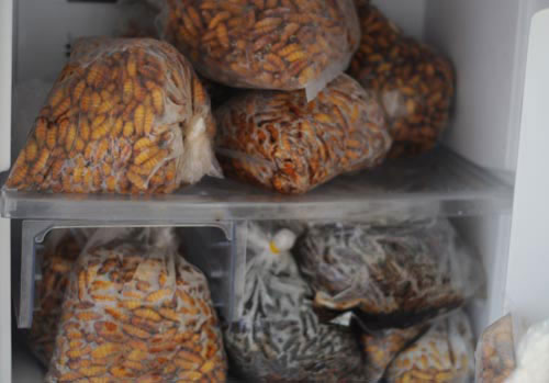 Picture 3 of Close up of cordyceps 7 million VND / kg of Vietnam