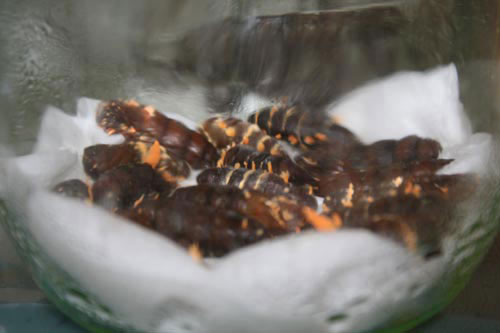 Picture 4 of Close up of cordyceps 7 million VND / kg of Vietnam