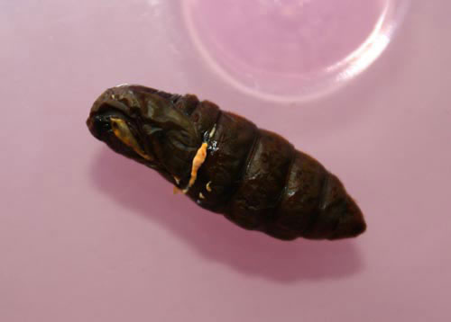Picture 5 of Close up of cordyceps 7 million VND / kg of Vietnam