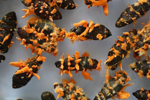 Picture 6 of Close up of cordyceps 7 million VND / kg of Vietnam
