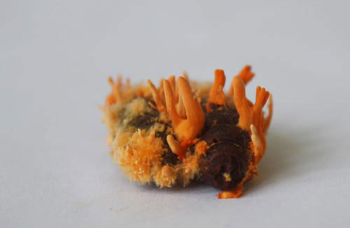 Picture 7 of Close up of cordyceps 7 million VND / kg of Vietnam