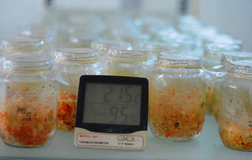 Picture 8 of Close up of cordyceps 7 million VND / kg of Vietnam