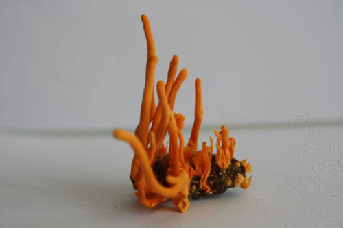 Picture 9 of Close up of cordyceps 7 million VND / kg of Vietnam