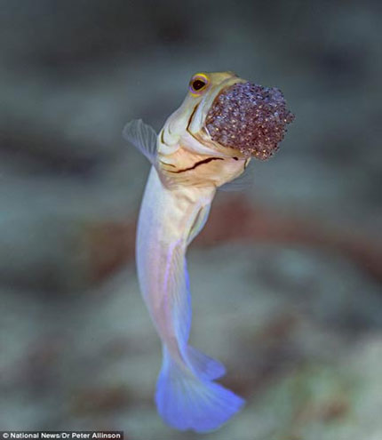 Close up of fasting male fish, hatching eggs by mouth