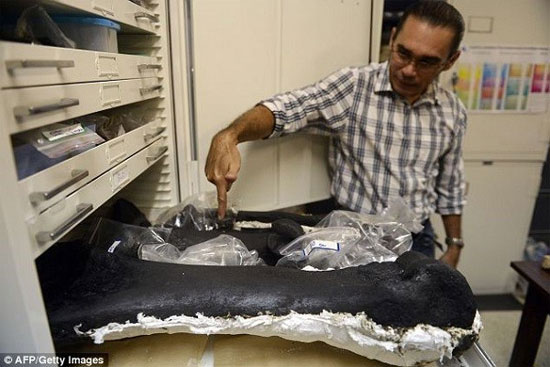 Picture 7 of Close up of fossils of crocodiles, elephants, giant prehistoric birds