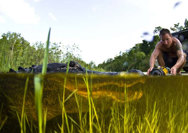 Picture 1 of Close up of giant crocodiles