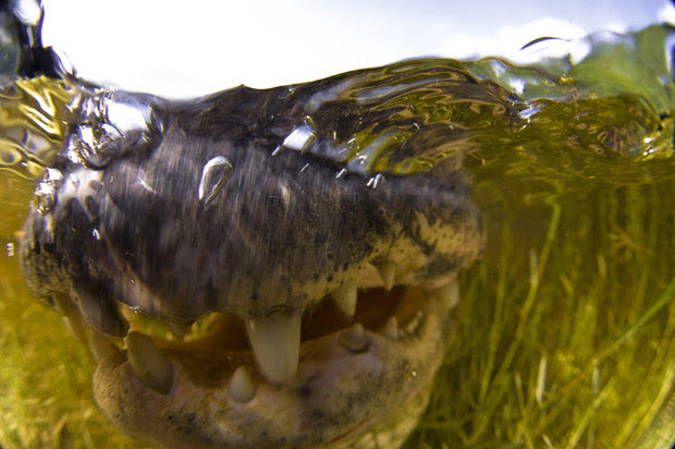 Picture 2 of Close up of giant crocodiles