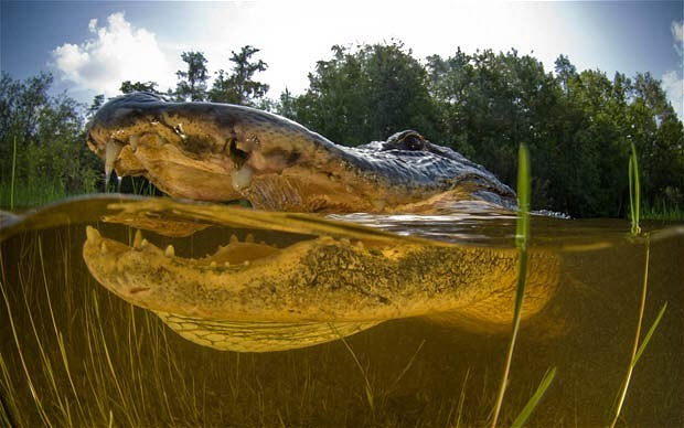 Picture 3 of Close up of giant crocodiles
