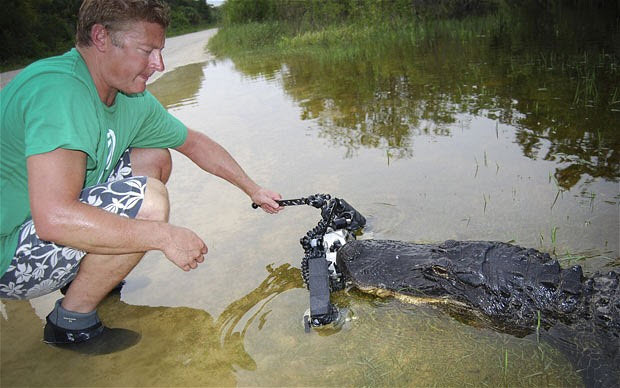 Picture 4 of Close up of giant crocodiles