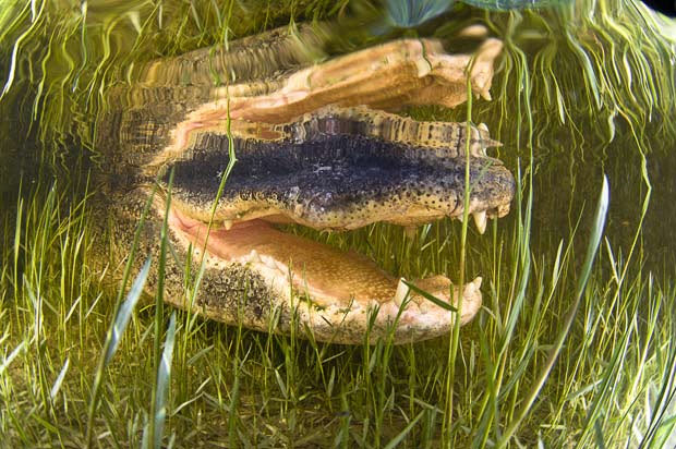 Picture 5 of Close up of giant crocodiles