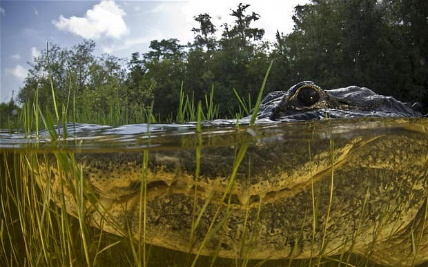 Picture 6 of Close up of giant crocodiles
