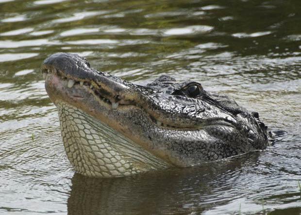 Picture 7 of Close up of giant crocodiles