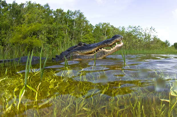 Picture 8 of Close up of giant crocodiles