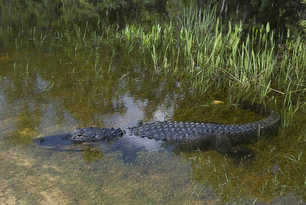 Picture 9 of Close up of giant crocodiles