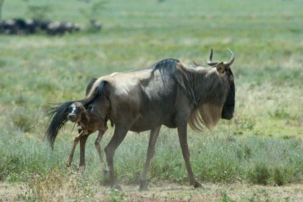 Picture 1 of Close up of hungry harpooning to rejuvenate young antelope