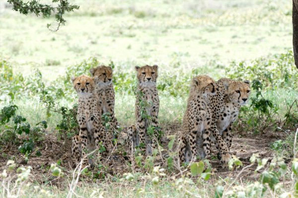 Picture 2 of Close up of hungry harpooning to rejuvenate young antelope
