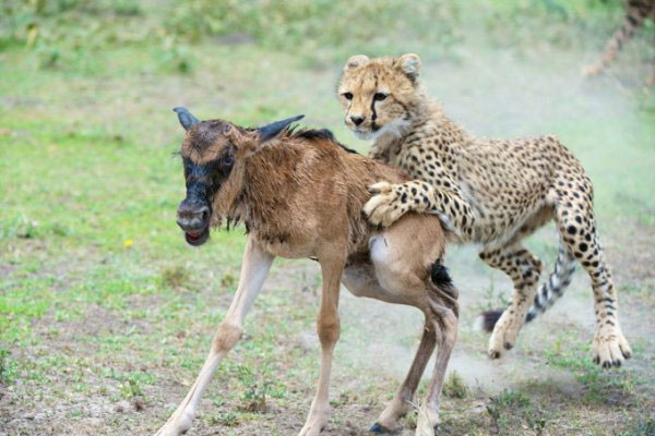 Picture 3 of Close up of hungry harpooning to rejuvenate young antelope