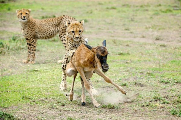 Picture 4 of Close up of hungry harpooning to rejuvenate young antelope