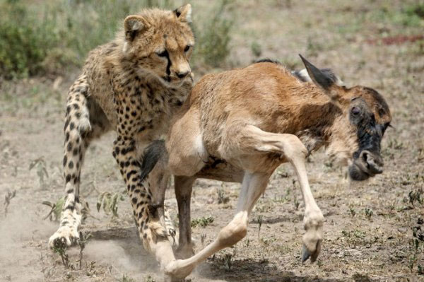 Picture 5 of Close up of hungry harpooning to rejuvenate young antelope