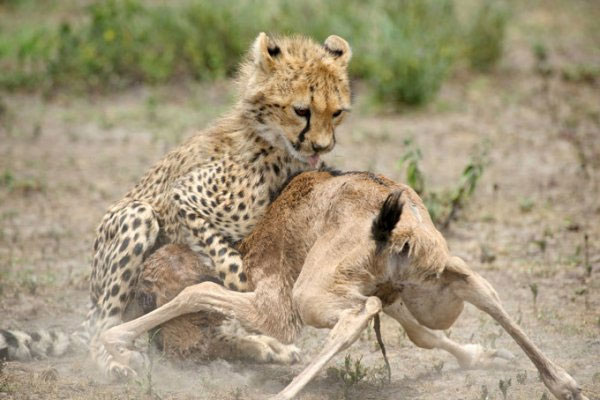 Picture 6 of Close up of hungry harpooning to rejuvenate young antelope