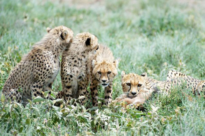 Picture 7 of Close up of hungry harpooning to rejuvenate young antelope