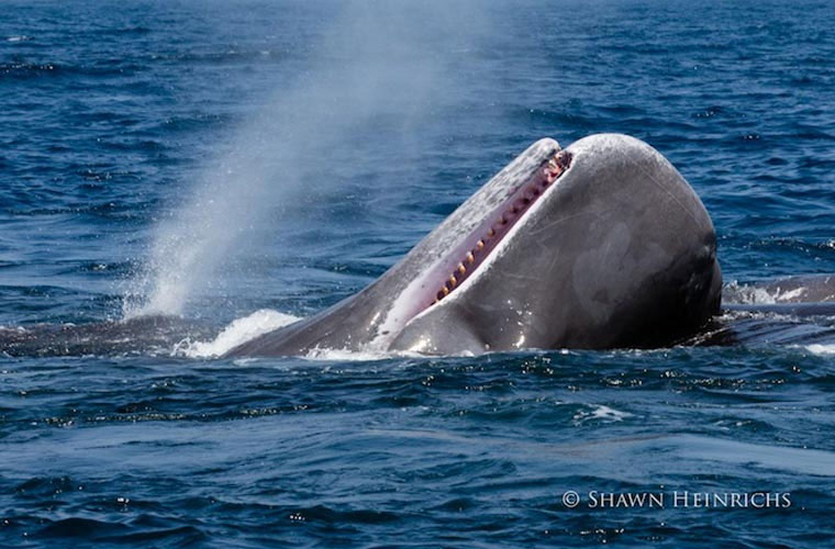 Picture 8 of Close up of killer whales hunting giant sperm whales