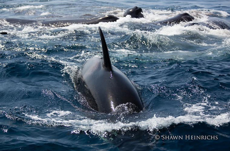 Picture 9 of Close up of killer whales hunting giant sperm whales