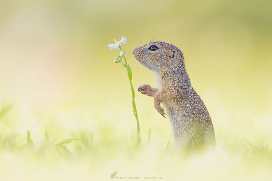 Picture 10 of Close up of life full of joy of ground squirrels