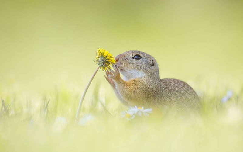 Picture 11 of Close up of life full of joy of ground squirrels