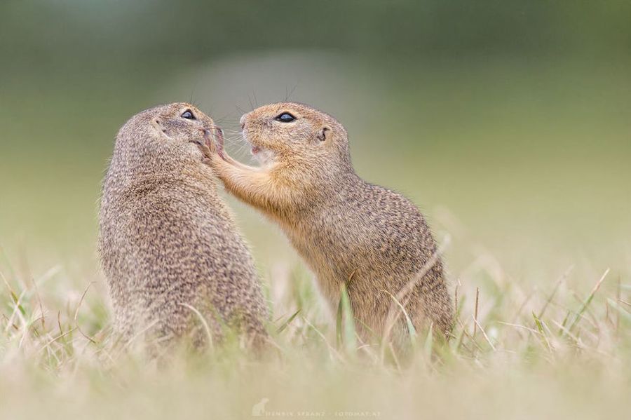 Picture 12 of Close up of life full of joy of ground squirrels
