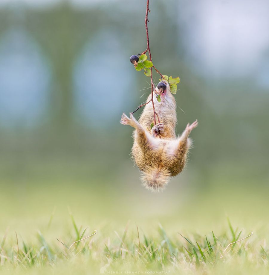Picture 13 of Close up of life full of joy of ground squirrels