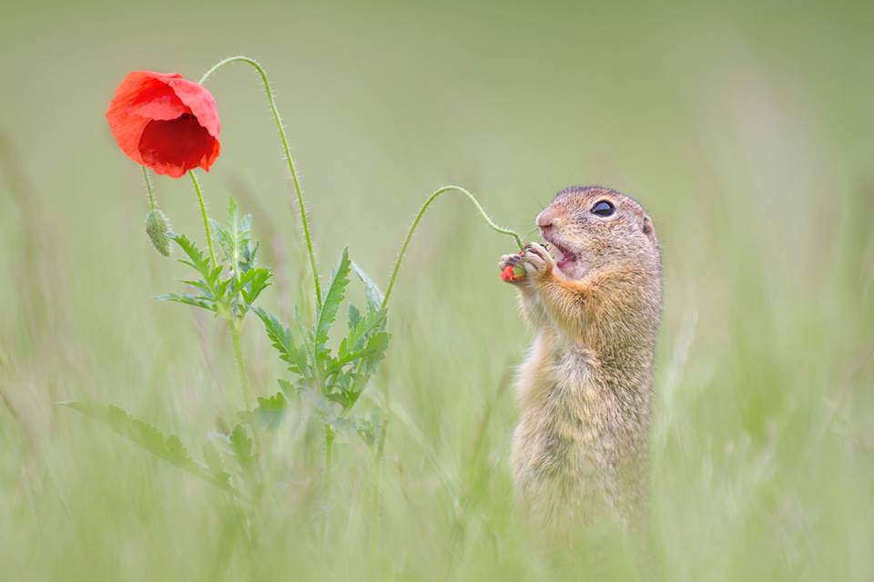 Picture 14 of Close up of life full of joy of ground squirrels