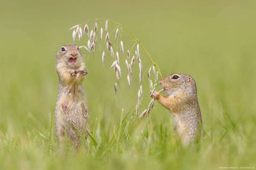 Picture 15 of Close up of life full of joy of ground squirrels
