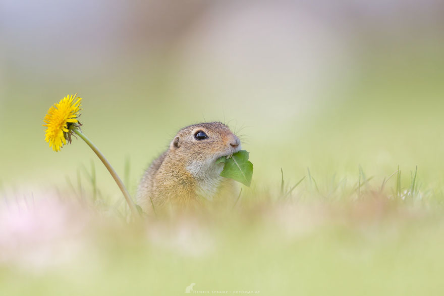 Picture 16 of Close up of life full of joy of ground squirrels