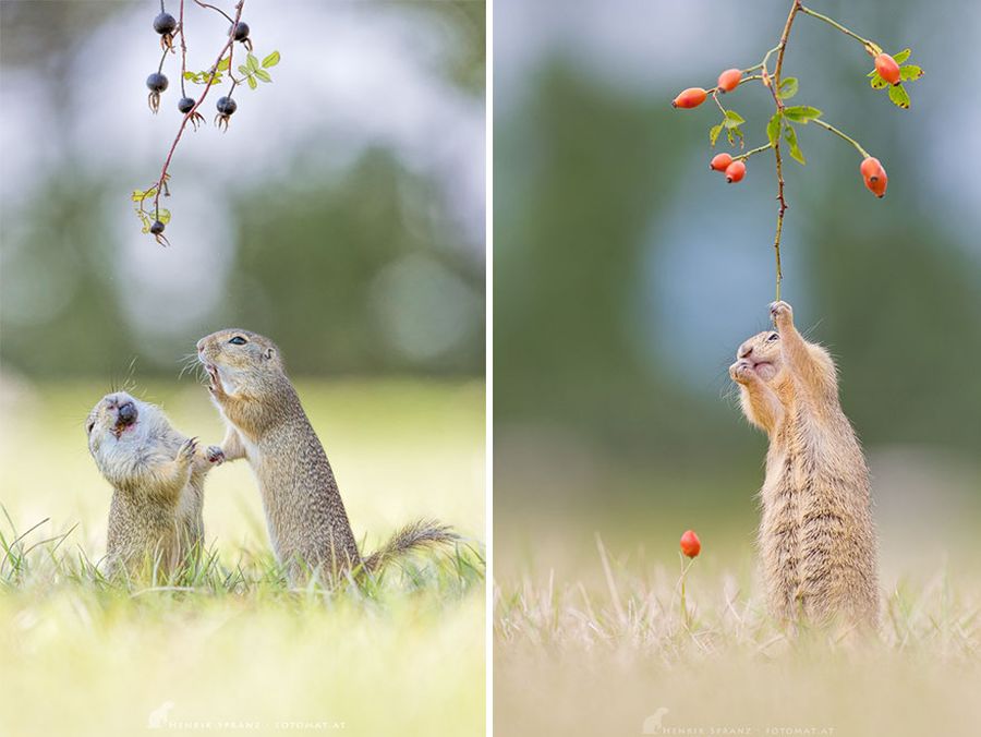 Picture 17 of Close up of life full of joy of ground squirrels