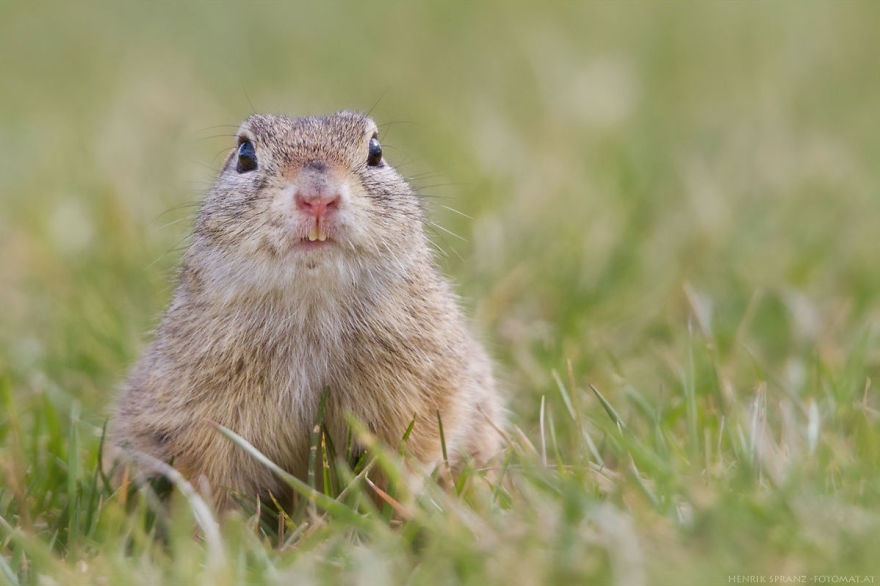 Picture 18 of Close up of life full of joy of ground squirrels