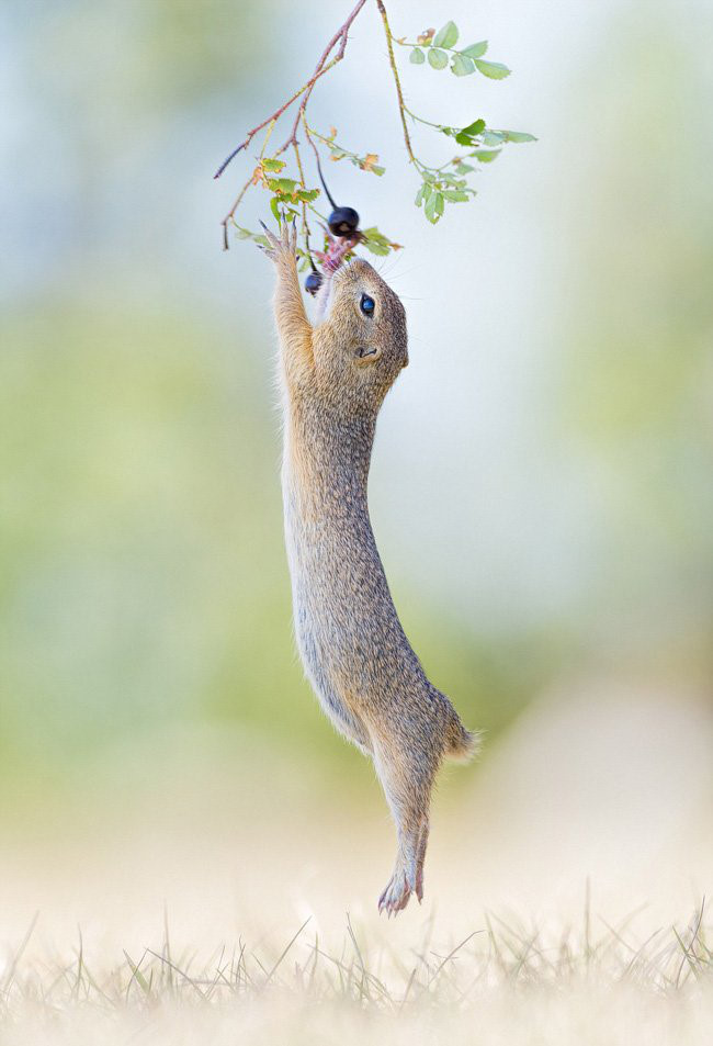 Picture 19 of Close up of life full of joy of ground squirrels