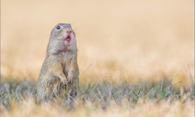 Picture 20 of Close up of life full of joy of ground squirrels