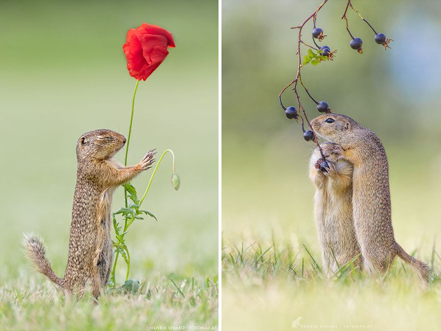 Picture 7 of Close up of life full of joy of ground squirrels