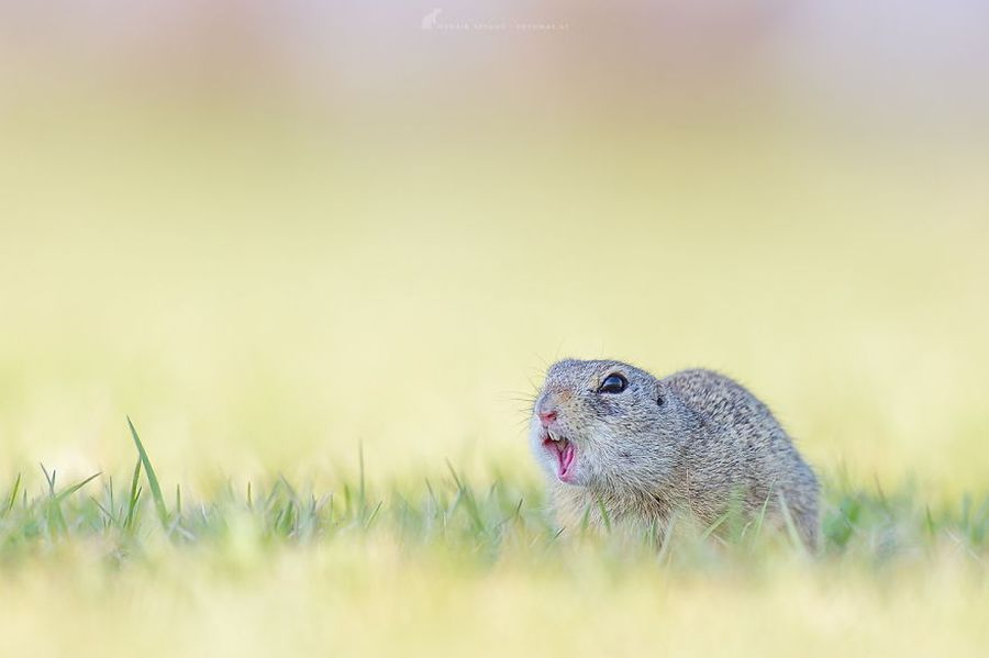 Picture 8 of Close up of life full of joy of ground squirrels