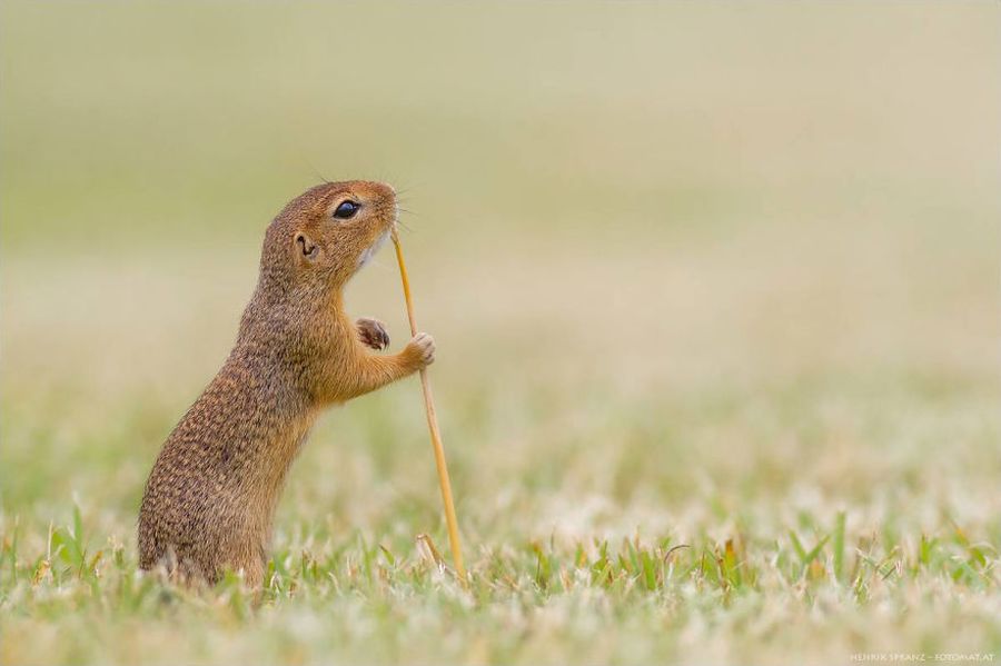 Picture 9 of Close up of life full of joy of ground squirrels