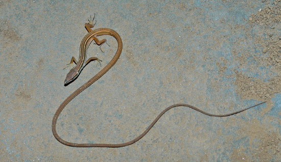 Picture 1 of Close up of long-tailed creature 'fate silver' in Vietnam