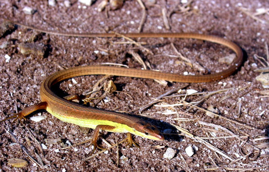 Picture 2 of Close up of long-tailed creature 'fate silver' in Vietnam