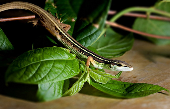 Picture 3 of Close up of long-tailed creature 'fate silver' in Vietnam