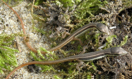 Picture 4 of Close up of long-tailed creature 'fate silver' in Vietnam