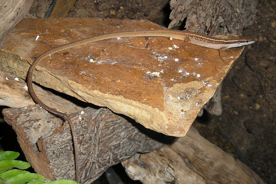 Picture 5 of Close up of long-tailed creature 'fate silver' in Vietnam