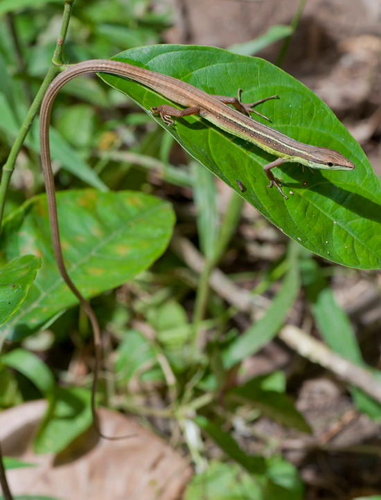 Picture 6 of Close up of long-tailed creature 'fate silver' in Vietnam