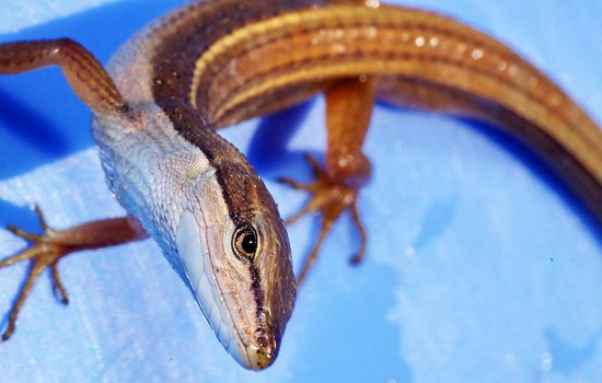 Picture 7 of Close up of long-tailed creature 'fate silver' in Vietnam